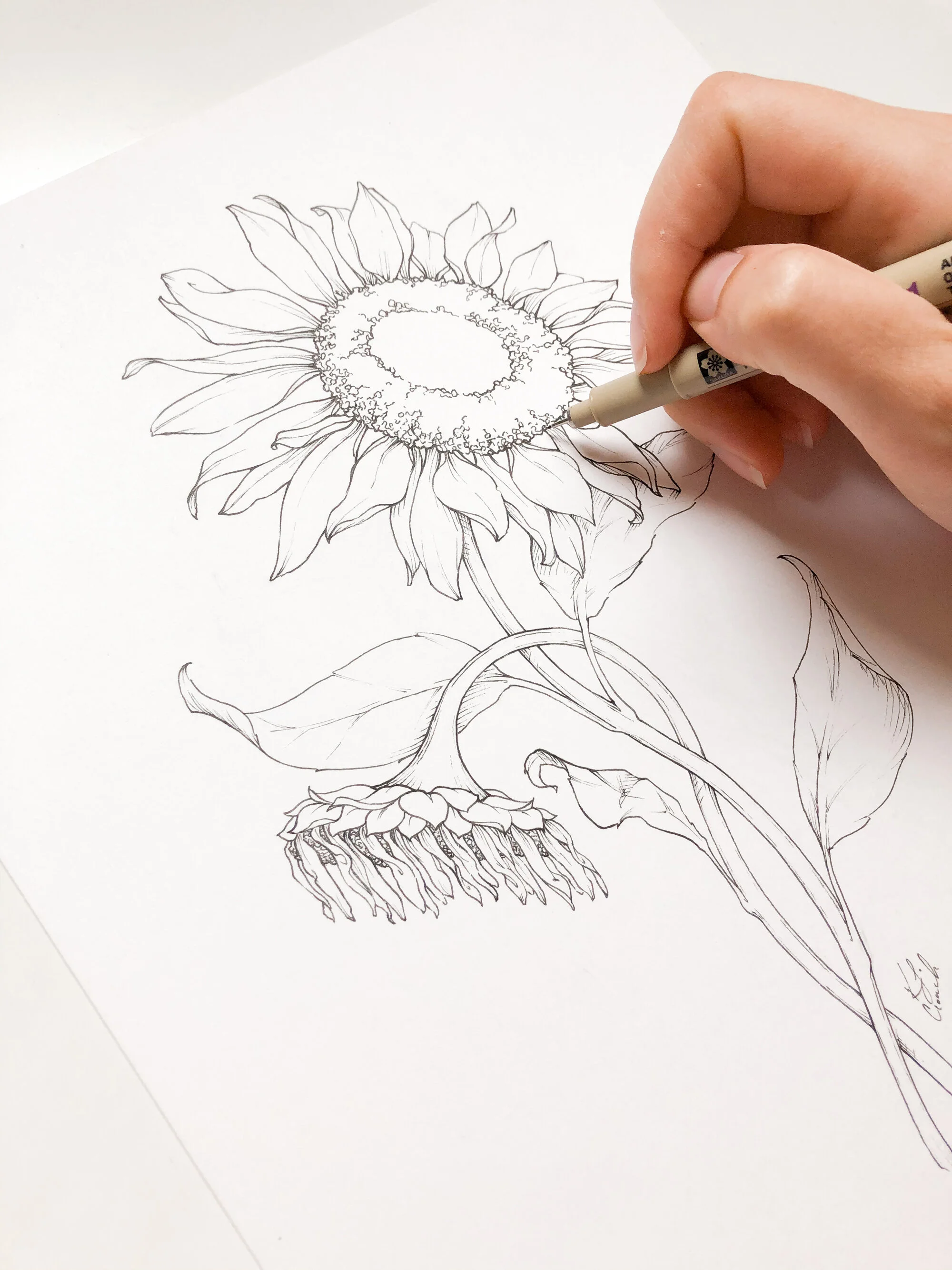 Realistic flower drawing deals